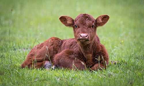 Dairy & Veal Calves